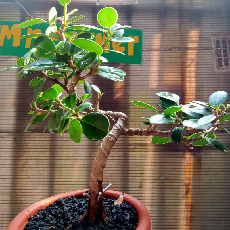 Bonsai beringin dollar meliuk ekstrem 2