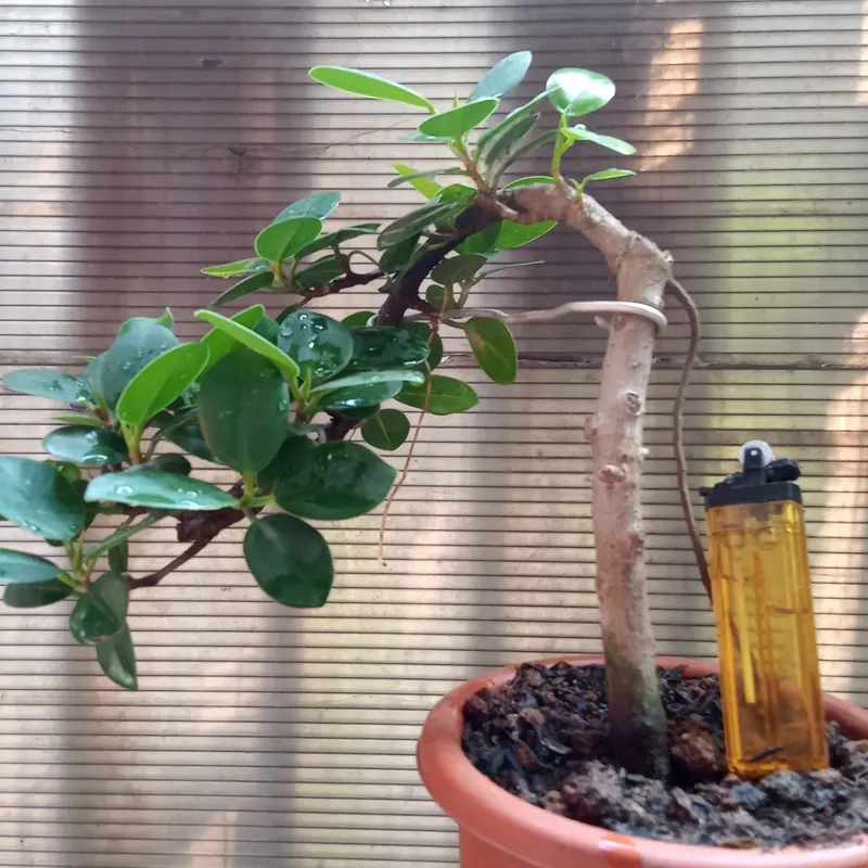 Bonsai beringin dollar meliuk ekstrem 4