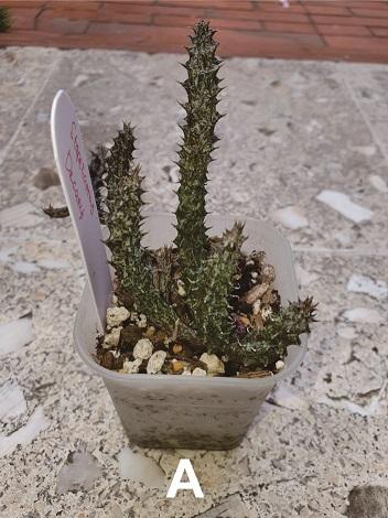 Gambar Stapelianthus Decaryi Kaktus Tanpa Media Tanam - B dari spider lover petshop Kota Bandung 5 Tokopedia