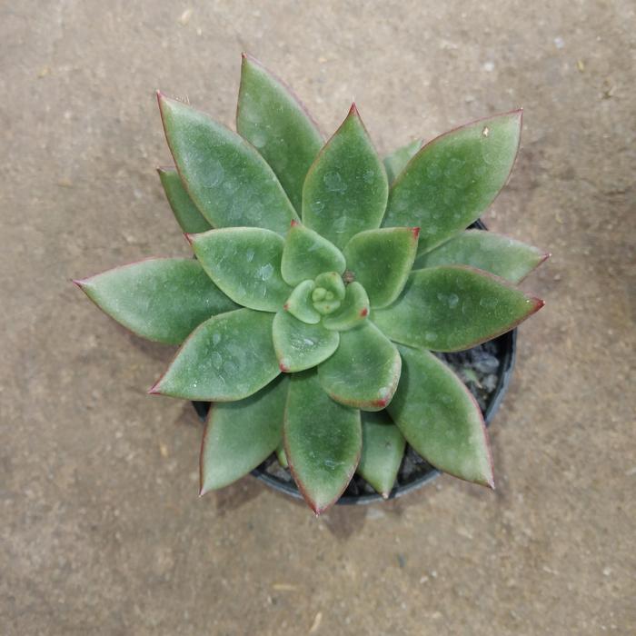 Gambar Tanaman Hias Kaktus Sukulen dari podo joyo group Kota Administrasi Jakarta Timur Tokopedia