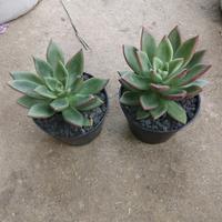 Gambar Tanaman Hias Kaktus Sukulen dari podo joyo group Kota Administrasi Jakarta Timur 3 Tokopedia