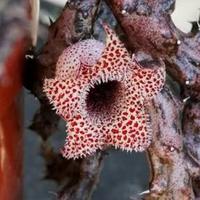 Gambar Stapelianthus Decaryi Kaktus Tanpa Media Tanam - B dari spider lover petshop Kota Bandung 1 Tokopedia