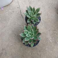 Gambar Tanaman Hias Kaktus Sukulen dari podo joyo group Kota Administrasi Jakarta Timur 2 Tokopedia