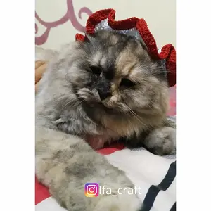 topi kucing / bando kucing / bandana kucing