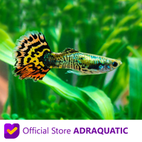 Gambar IKAN HIAS GUPPY TIGER AIR TAWAR dari ADRAQUATIC Kota Bandung 1 Tokopedia