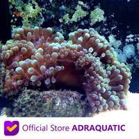 Gambar Anemon Jagung Corn Anemone Hiasan Terumbu Karang Coral Air Laut dari ADRAQUATIC Kota Bandung 1 Tokopedia