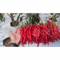 Gambar BENIH CABAI VERY WELL F1 TUNAS AGRO Urban Farming Small Pack dari Tunas Agro Persada Kab. Demak 4 Tokopedia