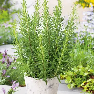 tanaman hias Rosemary pengusir nyamuk - daun Rosemarry Herbal