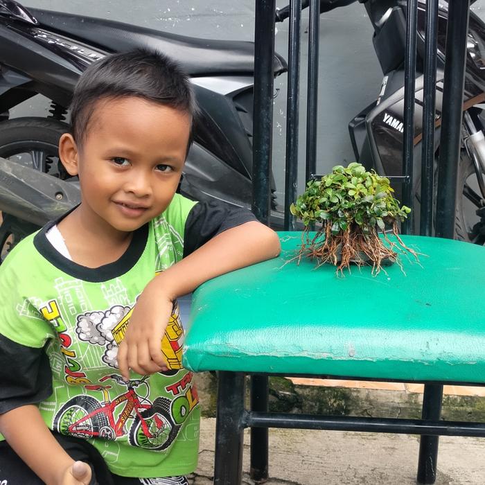 Gambar bonsai aquascape beringin 10x10 utk tank cupang plus buce mini dari Bojong aquascape Kab. Pekalongan Tokopedia