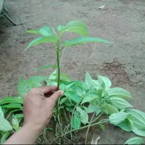 Bibit pohon pohpohan sudah tumbuh