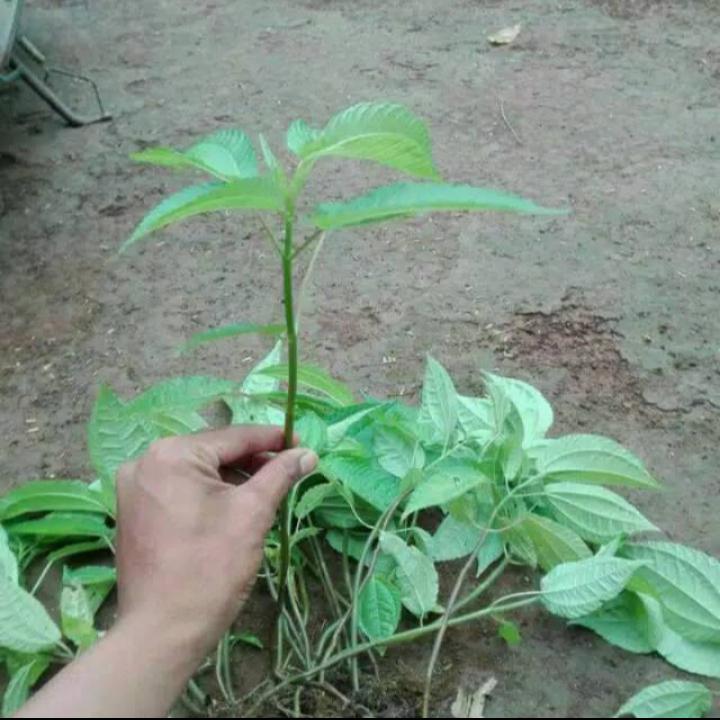 Bibit pohon pohpohan sudah tumbuh - Shop | Tokopedia