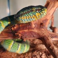 Gambar tropidolaemus wagleri dari INDEXAN Kab. Bandung 1 Tokopedia