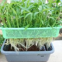 Gambar keranjang kangkung hidroponik dari Atapponik Store Kota Surabaya 3 Tokopedia