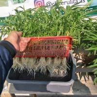 Gambar keranjang kangkung hidroponik dari Atapponik Store Kota Surabaya 4 Tokopedia