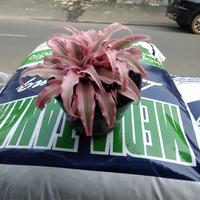 Gambar Tanaman Hias Kaktus Cryptanthus dari podo joyo group Kota Administrasi Jakarta Timur 4 Tokopedia