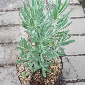 Bibit Tanaman Lavender Gold Creek