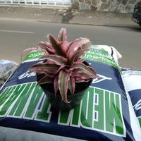 Gambar Tanaman Hias Kaktus Cryptanthus dari podo joyo group Kota Administrasi Jakarta Timur 3 Tokopedia