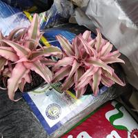 Gambar Tanaman Hias Kaktus Cryptanthus dari podo joyo group Kota Administrasi Jakarta Timur 2 Tokopedia