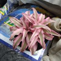 Gambar Tanaman Hias Kaktus Cryptanthus dari podo joyo group Kota Administrasi Jakarta Timur 1 Tokopedia