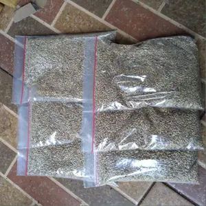 Benih Bibit Rumput Vertiver 100gr - Biji Rumput Tebing Penahan Longsor