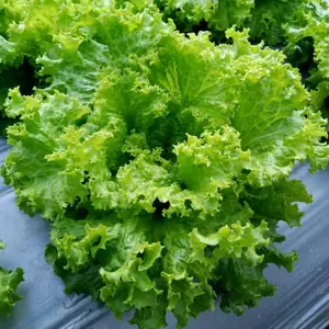 benih selada keriting bibit besar jumbo hidroponik tanah