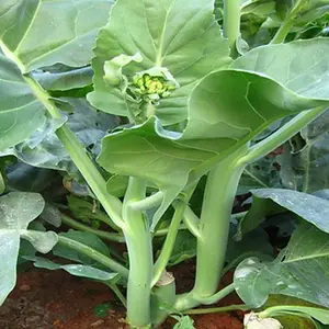 benih kailan sawi bibit besar jumbo hidroponik tanah