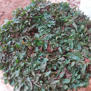 Rumput Gajah Mini 100x80cm