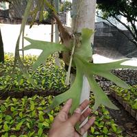 Gambar tanaman hias kadaka tanduk rusa dari hasil_alam_floris Kab. Bandung Barat 3 Tokopedia