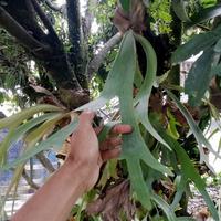 Gambar tanaman hias kadaka tanduk rusa dari hasil_alam_floris Kab. Bandung Barat 2 Tokopedia