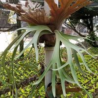 Gambar tanaman hias kadaka tanduk rusa dari hasil_alam_floris Kab. Bandung Barat 1 Tokopedia