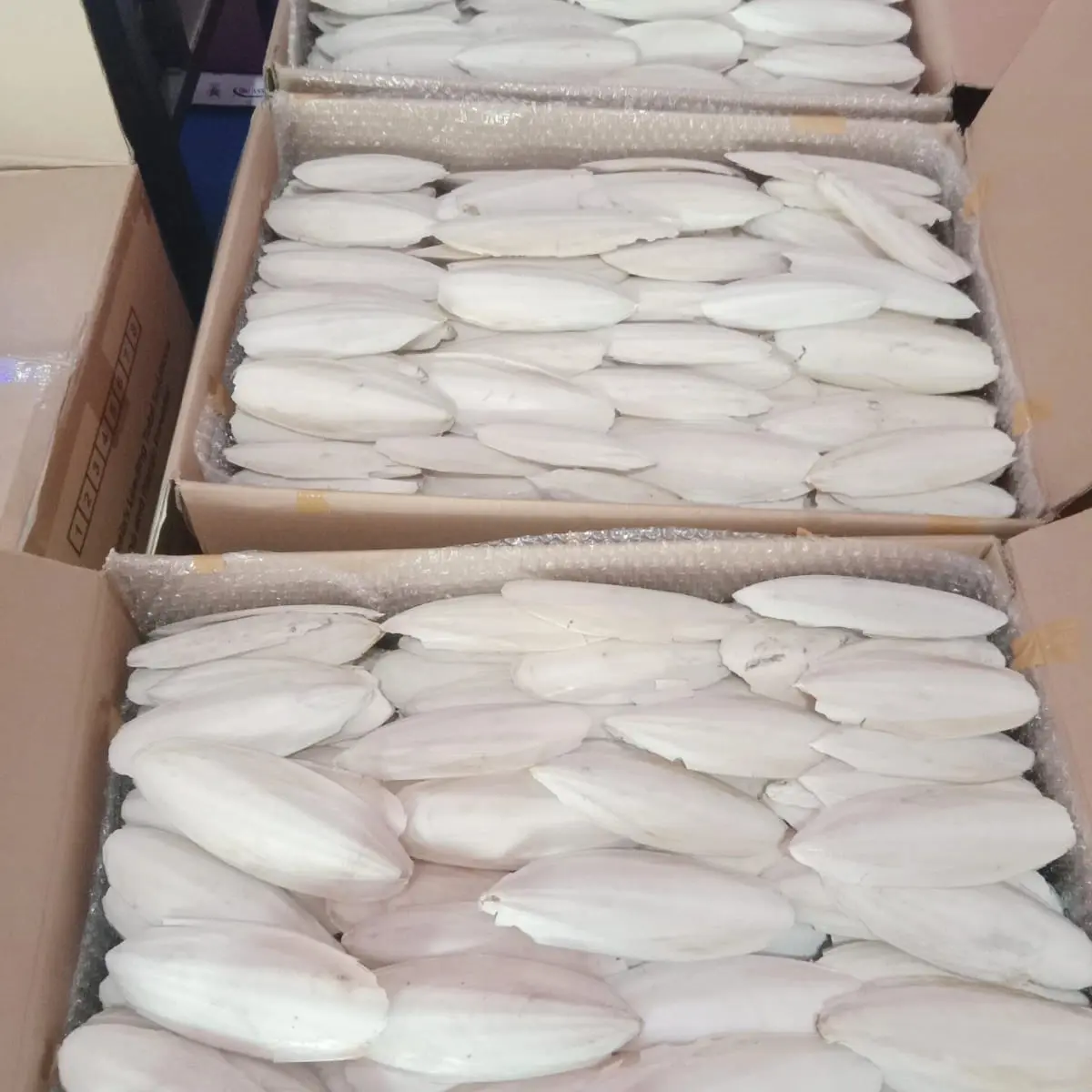 Cuttlefish Bone Tulang sotong kalsium cangkang cumi buat burung reptil