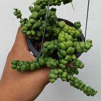 Gambar Dijual Bunga Hias Dischidia Nummulari Foliaideaminubu, Taman Gantung dari Belibungayuk Kab. Mandailing Natal 5 Tokopedia