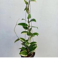 Gambar Hoya Acuta Albormarginata dari Belibungayuk Kab. Mandailing Natal 1 Tokopedia