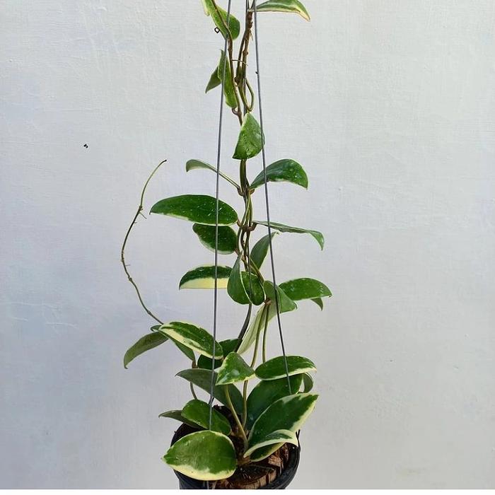 Gambar Hoya Acuta Albormarginata dari Belibungayuk Kab. Mandailing Natal Tokopedia
