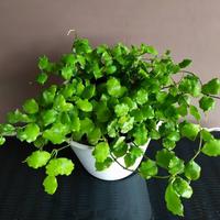 Gambar Hoya Endauensis dari Belibungayuk Kab. Mandailing Natal 1 Tokopedia