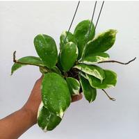 Gambar Hoya incrassata Albormarginata dari Belibungayuk Kab. Mandailing Natal 2 Tokopedia