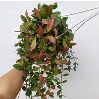 Gambar Hoya sipitangesis, Dijual dari Belibungayuk Kab. Mandailing Natal 2 Tokopedia