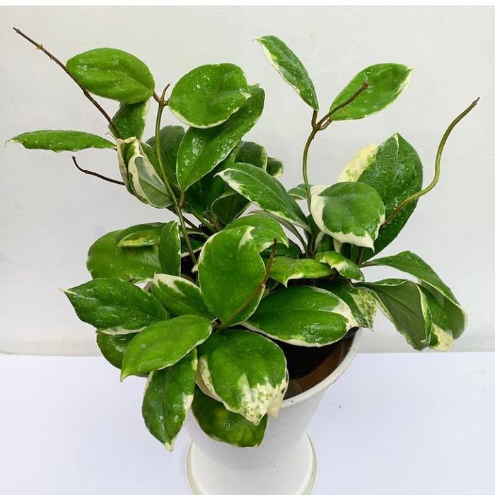 Gambar Hoya incrassata Albormarginata dari Belibungayuk Kab. Mandailing Natal Tokopedia