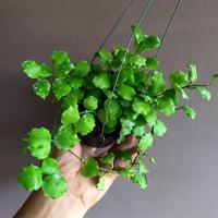 Gambar Hoya Endauensis dari Belibungayuk Kab. Mandailing Natal 2 Tokopedia