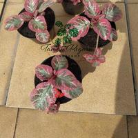 Gambar Episcia Cleopatra Promo Murah Size Reguler - Sulur 1 dari TAMAN REGARU Kab. Cilacap 2 Tokopedia
