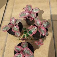 Gambar Episcia Cleopatra Promo Murah Size Reguler - Sulur 1 dari TAMAN REGARU Kab. Cilacap 1 Tokopedia
