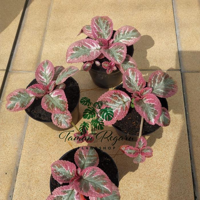 Gambar Episcia Cleopatra Promo Murah Size Reguler - Sulur 1 dari TAMAN REGARU Kab. Cilacap Tokopedia