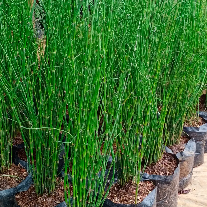 tanaman hias bambu air tanaman pot cocok untuk minimalis 0
