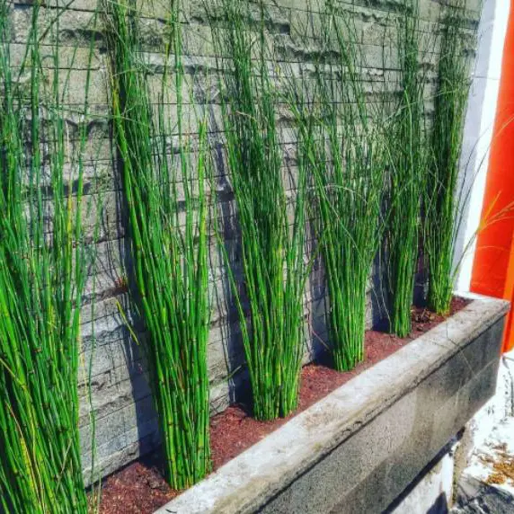 tanaman hias bambu air tanaman pot cocok untuk minimalis 3