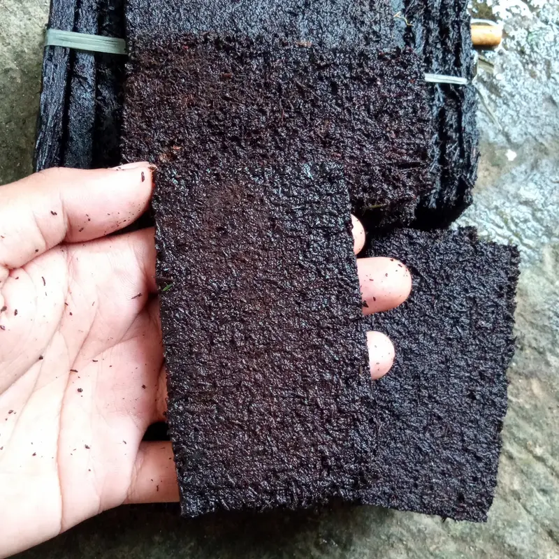 tatakan media pakis Aquarium 1