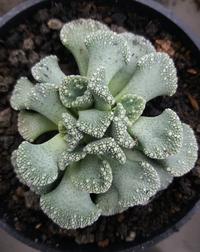 Gambar titanopsis calcarea dari Junakaktus Kab. Bandung Barat 2 Tokopedia