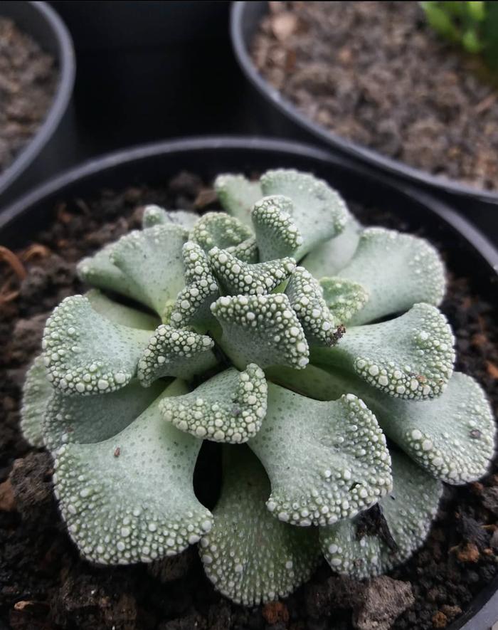 Gambar titanopsis calcarea dari Junakaktus Kab. Bandung Barat Tokopedia