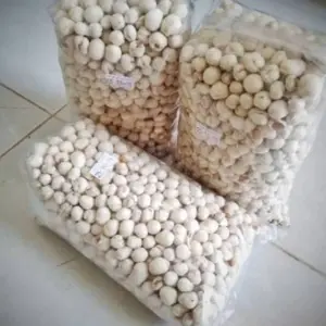 kacang telor KACANG ATOM SUKRO 1KG BARU KACANG TIDAK PAIT TIDAK KOPONG ISI