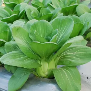 10 PC BENIH POKCOY BIBIT SAYURAN BENIH HIDROPONIK NAULI F1 PREMIUM BIB