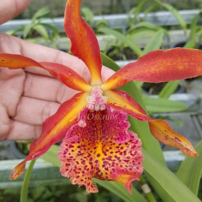 Gambar Anggrek Cat Francess fox "Fire Flamea" dari Jo Orchids Kota Tangerang Selatan Tokopedia